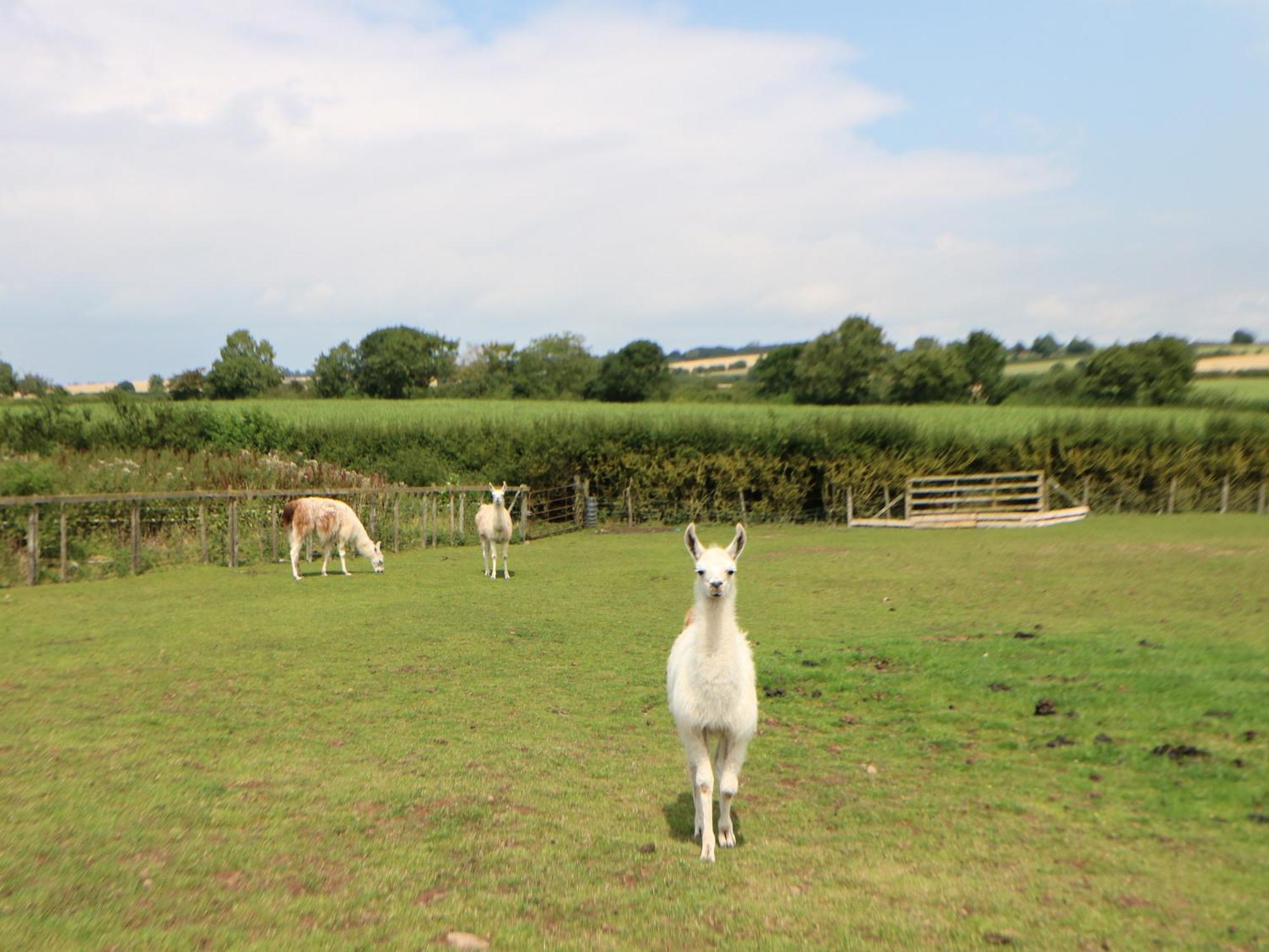 Cornfield Βίλα Northallerton Εξωτερικό φωτογραφία